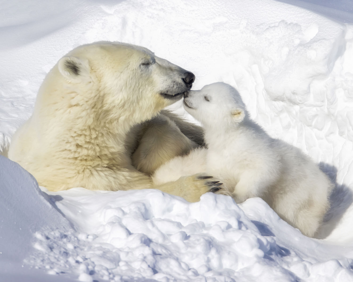 PolarBears